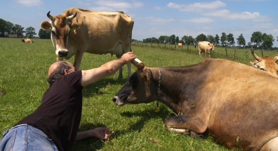 <b>Goed leven</b> en sterven als koe doe je zo 