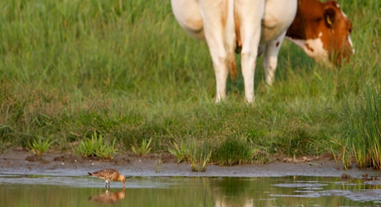 Blog // <b>Crowdfund de natuur</b>