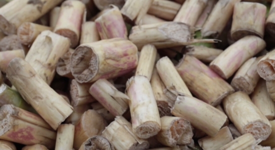 <b>FFF minidocumentaire:</b> Hollandse asperges